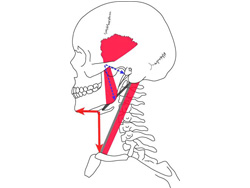 下顎と筋肉